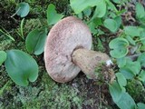 Tylopilus felleus image