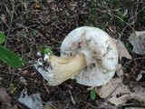 Tylopilus felleus image