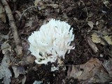 Ramariopsis kunzei image