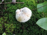 Lactarius subvellereus image