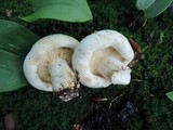 Lactarius subvellereus image