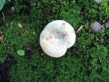 Lactarius subvellereus image