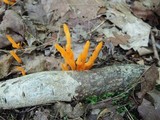 Clavulinopsis amoena image