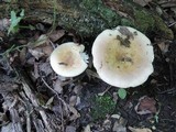 Russula clavipes image