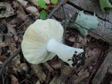 Russula clavipes image