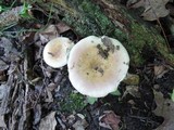 Russula clavipes image