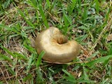Boletinellus merulioides image