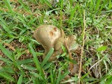 Boletinellus merulioides image
