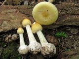 Amanita praecox image