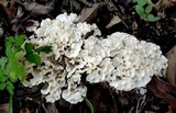 Hydnopolyporus fimbriatus image