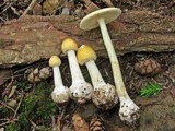 Amanita praecox image