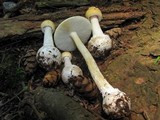 Amanita praecox image