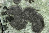Endocarpon diffractellum image