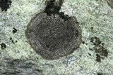 Endocarpon diffractellum image