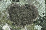 Endocarpon diffractellum image