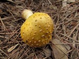 Amanita flavorubens image