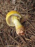 Amanita flavorubens image