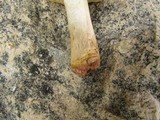 Amanita flavorubens image