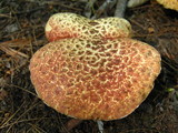 Suillus spraguei image