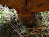 Tapinella atrotomentosa image