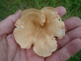 Clitocybe gibba image