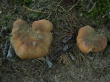 Tapinella atrotomentosa image