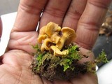 Cantharellus appalachiensis image