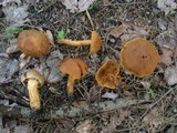 Cortinarius limonius image