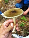 Amanita brunnescens image