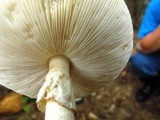 Amanita brunnescens image