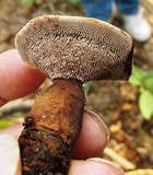 Hydnellum spongiosipes image