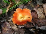 Hygrocybe miniata image