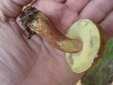 Imleria badia image