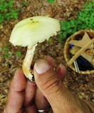 Agaricus auricolor image