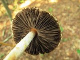 Agaricus auricolor image