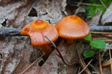 Humidicutis marginata var. marginata image