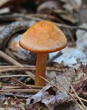 Humidicutis marginata image