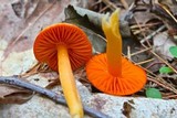 Humidicutis marginata var. marginata image
