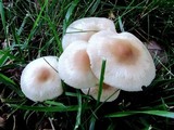 Marasmius nigrodiscus image