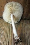 Marasmius nigrodiscus image