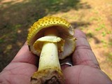 Amanita flavorubens image