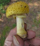 Amanita flavorubens image