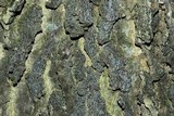 Alyxoria varia image