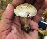 Amanita onusta image