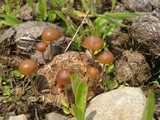 Psilocybe coprophila image
