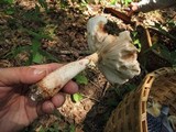 Amanita flavorubescens image