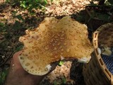 Amanita flavorubescens image