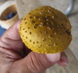 Amanita flavorubens image