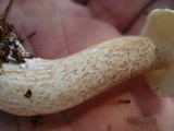 Suillus placidus image