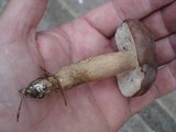 Tylopilus rubrobrunneus image